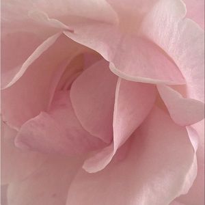 Meet your Posher, Allanah